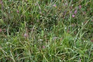 Euphrasia in association with other hemiparasitic plant species, Rhinanthus minor and Odontites vernus in Sussex