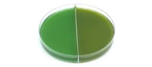 McCormick-Cyanobacterium-Synechocystis-Slide