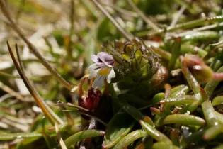 Photograph of early season Euphrasia