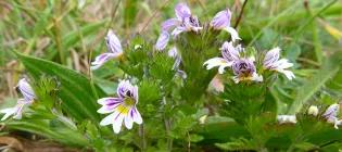 Photo of a Euphrasia plant with white and lilac flowers with a yellow centre