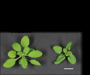 Photo of 2 plants, one labelled control and the other, smaller, labelled CCT2 knockdown