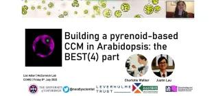 McCormick-Arabidopsis-Slide