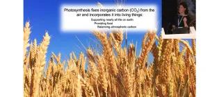 McCormick-Photosynthesis-Slide