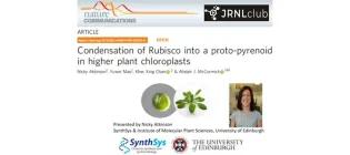 McCormick-Rubisco-Slide