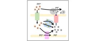 Shotgun-proteomic-analysis
