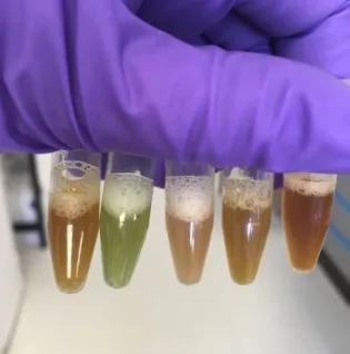 Photo of a hand with purple glove holding test tubes with different coloured water