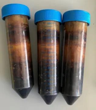 Photo of 3 test tubes with blue lids, they are full of black and brown sediment.