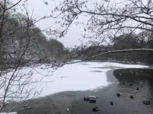 Photo of a river bank in winter, with trees and branches with snow on, the river water largely iced over and a white sky behinf