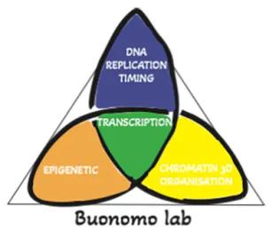 Buonomo lab symbol, 3 ovals intersect, blue with the words DNA replication timing, orange with the word epigenetic, and yellow with chromatin 3d organiisation, the intersection in green has the word trabscription