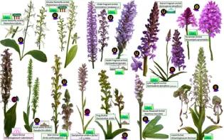 Orchid species grouped into one image plate 