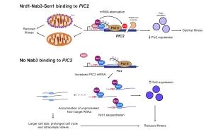 Granneman Image July 2024 v2
