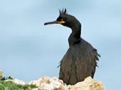 Photo of a European Shag sitting on a rock in front of the sea