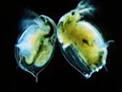 Microscope image of two Daphnia 
