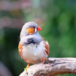 Photo of a Zebra Finch sitting on a branch