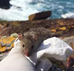 Photo of a wild mouse, held in a gloved hand in front of clifs and the sea