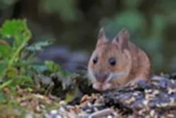 Photo of a wood mouse eating something held in its hands