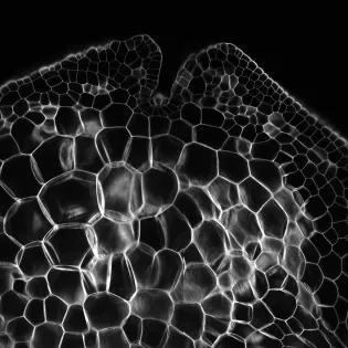 black and white image