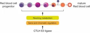Red Blood Cell differentiation