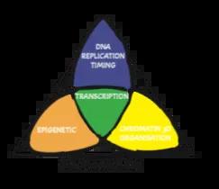 Venn diagram of Buonomo lab research 