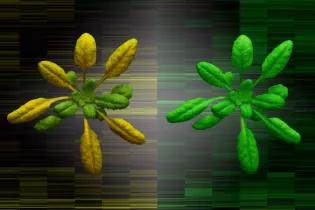 image of the leaves of 2 plants