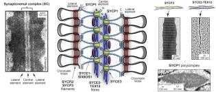 Figure showing an EM and cartoon depiction of a synaptonemal complex