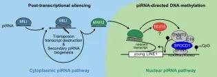 The embryonic piRNA pathway