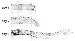 Axolotl tail regeneration 