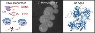 RNAi in Cryptococcus deneoformans