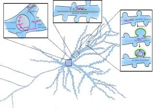 cartoon diagram outlining mRNA transport and synaptic capture in dendrites