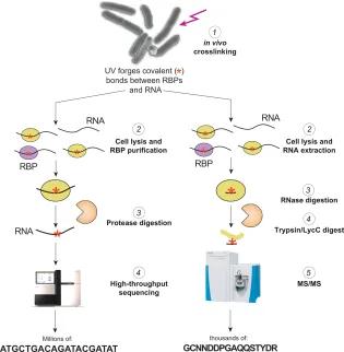 Diagram of CRAC RBPome process 