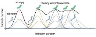Infection dynamics of Africna trypanosome sin their mammalian host.