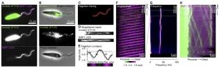 analysis of intra flagella transport in beating flagella