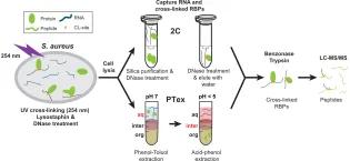 RBPome — RNA-binding proteome 2C and PTEx RNA-binding proteome methods routinely used by the Granneman lab to unearth RNA-binding proteins in MRSA