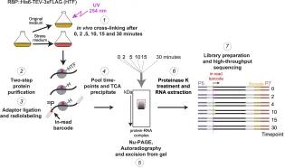 Illustration of Time-resolved CRAC/CLIP, details in text