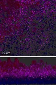 S. aureus biofilms stained with Z and B-DNA antibodies and imaged using a confocal microscope