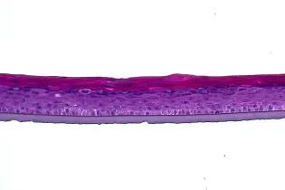 Image of a section of an epidermal organoid derived from a human immortalised keratinocyte cell line, displaying clear stratification.