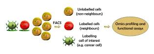 Diagram illustrating how synthetic neighbour-labelling technologies can be used to profile neighbour responses. The diagram shows a labelling cell of interest (such as a mutant cell) labelling cells it comes in contact with, but not cells further away. These cells can be isolated by flow cytometry, and further analyses, such as 'omics analyses or functional assays, can be performed on these live cells.