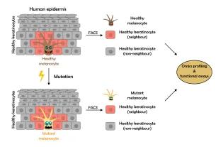 Diagram illustrating the workflow to characterise skin neighbourhoods using neighbour-labelling technology. 3D organoids containing healthy melanocytes and keratinocytes can be separated by flow cytometry into healthy melanocytes, keratinocyte neighbours, and keratinocyte non-neighbours. The same can be done in 3D organoids containing mutant melanocytes and healthy keratinocytes. All different types of cells can then be compared with 'omics technologies, or subjected to functional assays.