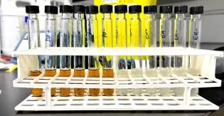 Microbial hydrogenation reaction