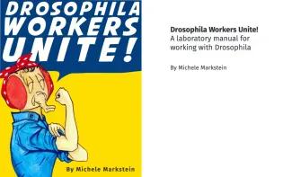 Cover image from "Drosophila Workers Unite", by Michele Markstein. A laboratory manual for working with Drosophila. The cover features a fruit fly in a blue shirt and red bandana, with arm raised to show bicep muscle,