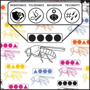 Graphic image of fruit flies in various colours with a larger one in the foreground, in black, above each are four symbols, representing: resistance, tolerance, behaviour and fecundity. These words being above the symbols of the large fruit fly in the foreground.