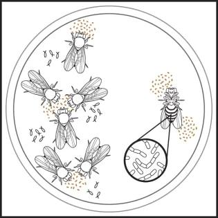 Graphic image of fruit flies enclosed in 2 concentric circles, there's a group of flies to the left feeding and one separate on the right, with its thorax showing and a circle joined with lines showing what appears to be a close up of the thorax with jointed tubular structures.