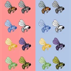 Graphic image of fruit flies of various colours against half pink and half blue backgrounds