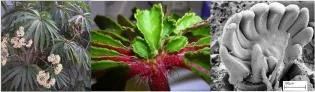 A series of three photographs and an SEM image showing the relevant characters that identify Begonia luxurians