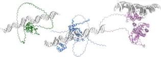 structure of proteins binding DNA