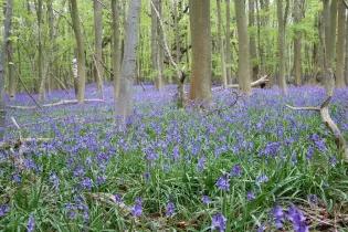 Hyacinthoides-common bluebell growing at the University of Oxford's Wytham Woods site