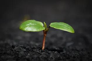  A plant seedling displaying the two cotyledons and the start of true leaves as the plant grows towards light, nourished by the seed storage reserves underground.