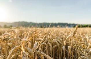 A field of wheat, symbolising the need for plant science education in order to ensure food availability for our species.