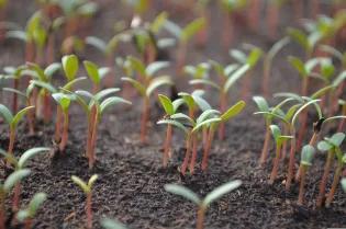 Image alt text: A view of multiple seedlings sprouting, symbolising the need for new growth and more plant science educational efforts.