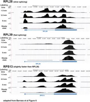 UCSC genome browser screen shots show the change in distribution of reads at different labelling times (y-axis) for RPL28, RPL39